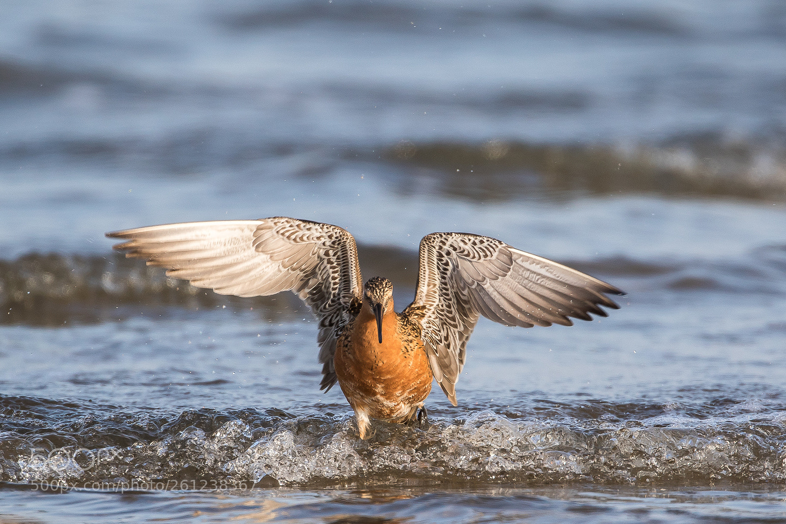 Canon EOS 7D Mark II sample photo. Flap (bar-tailed godwit) photography