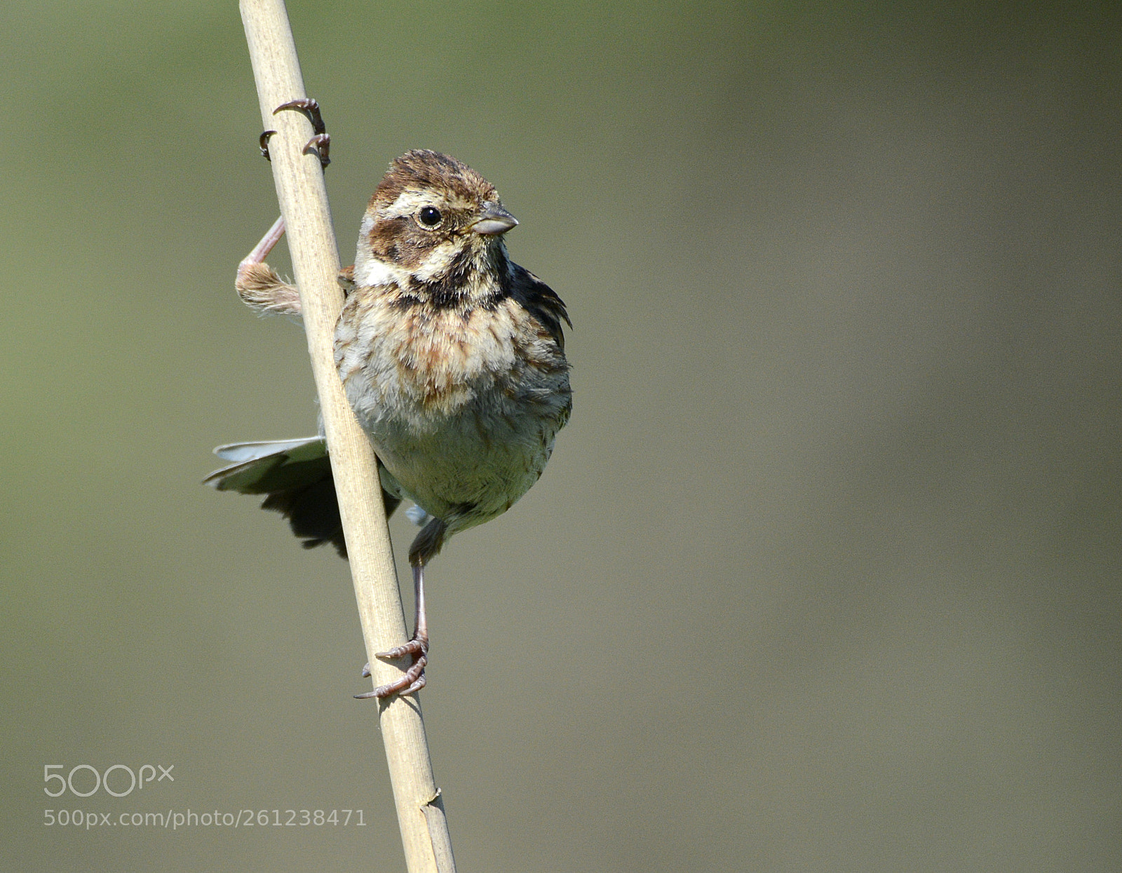 Nikon D7100 sample photo. Reed bunting photography