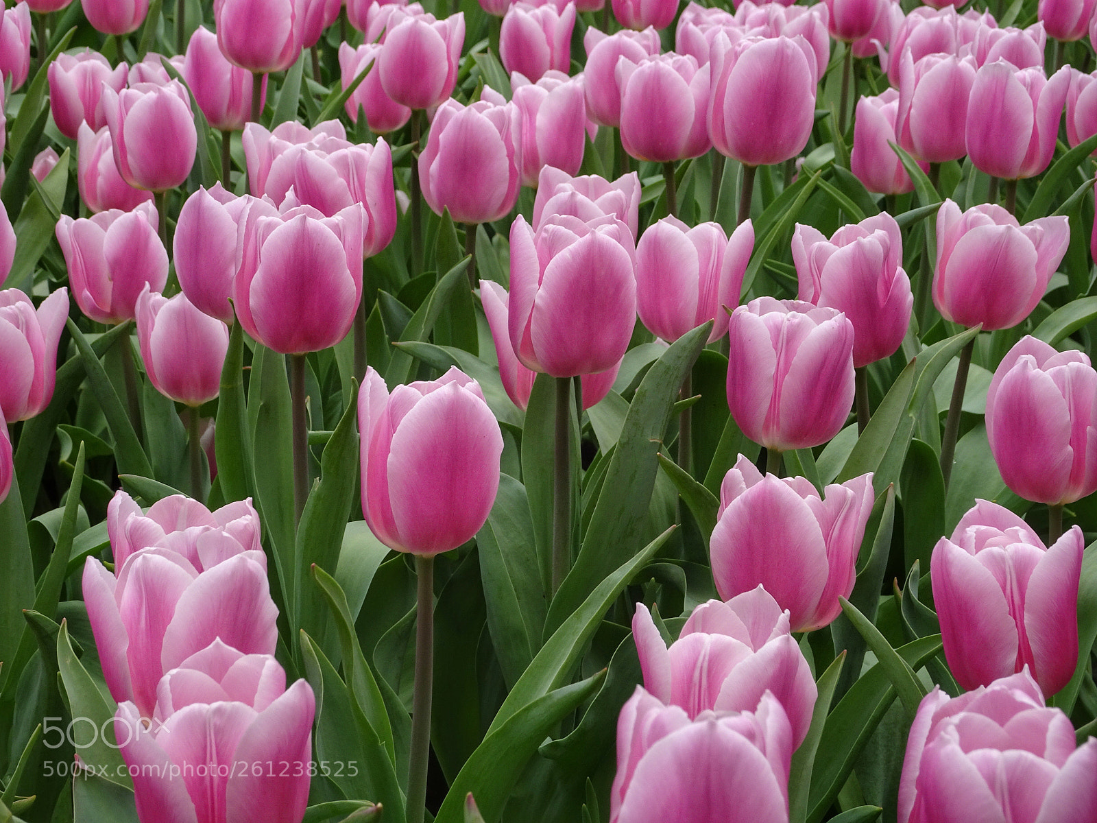 Sony Cyber-shot DSC-HX90V sample photo. Flowers photography