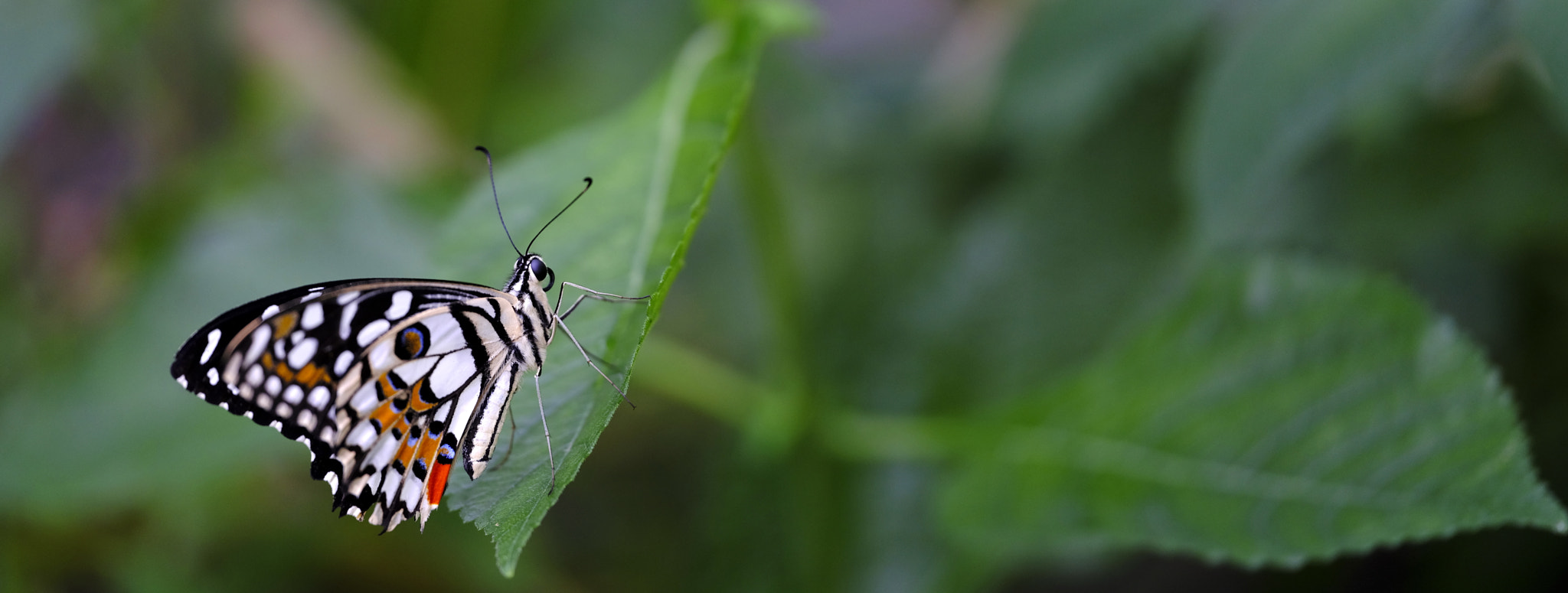 Fujifilm GFX 50S sample photo. Lime swallowtail photography