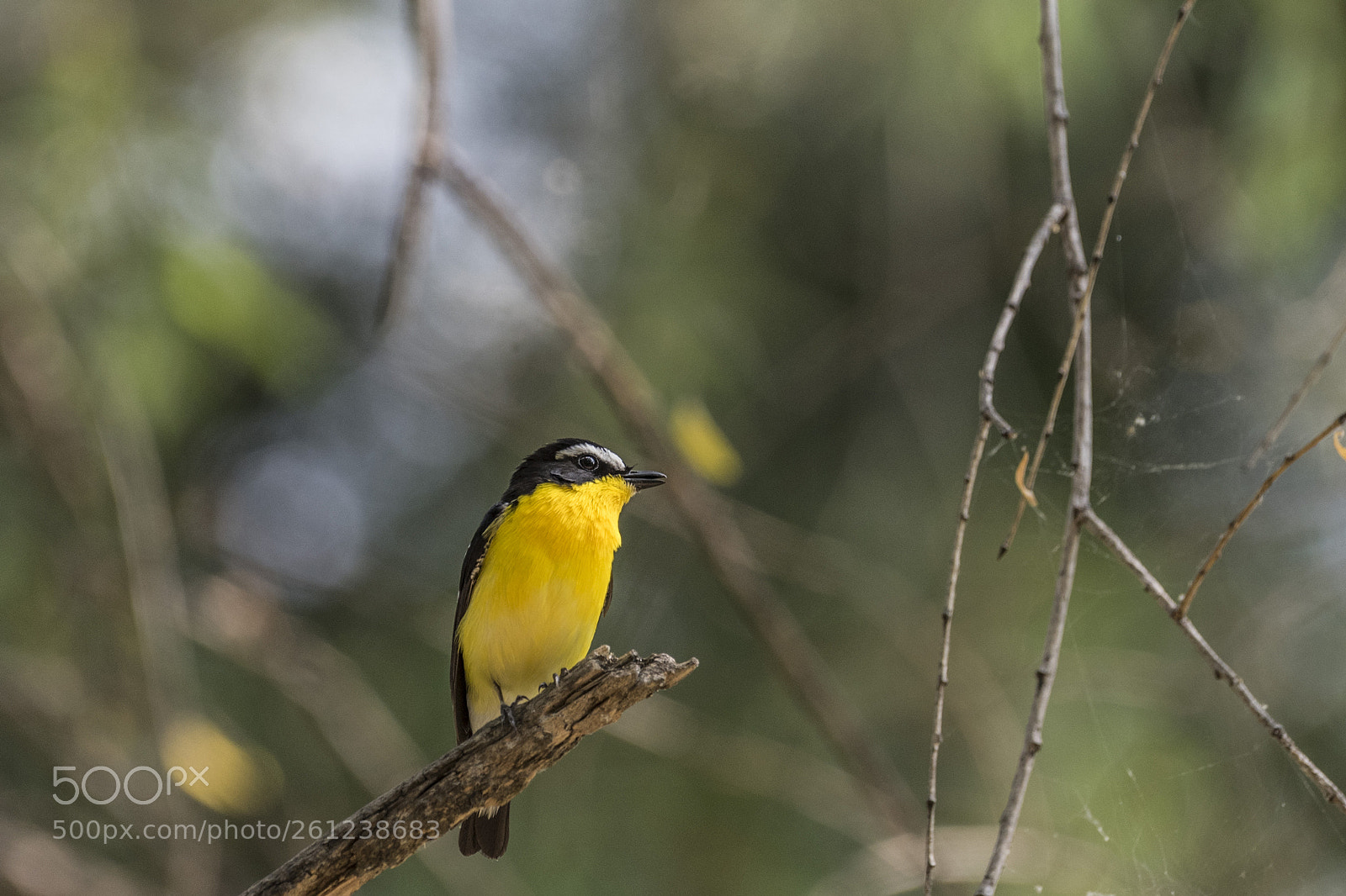 Nikon D810 sample photo. Yellow-rumped flycatcher photography