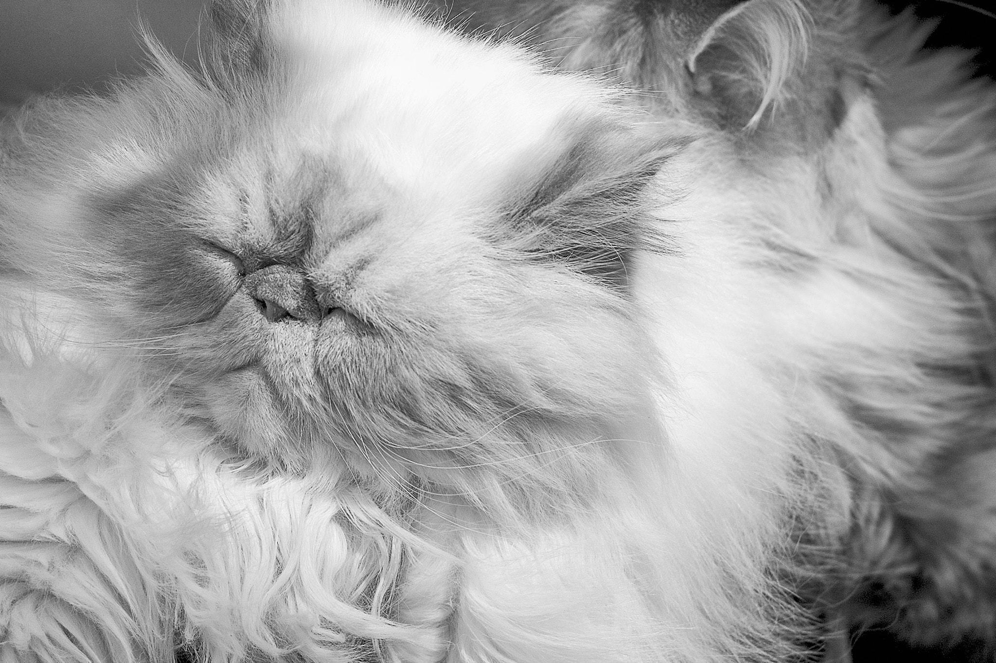 Leica M-Monochrom sample photo. Cat photography