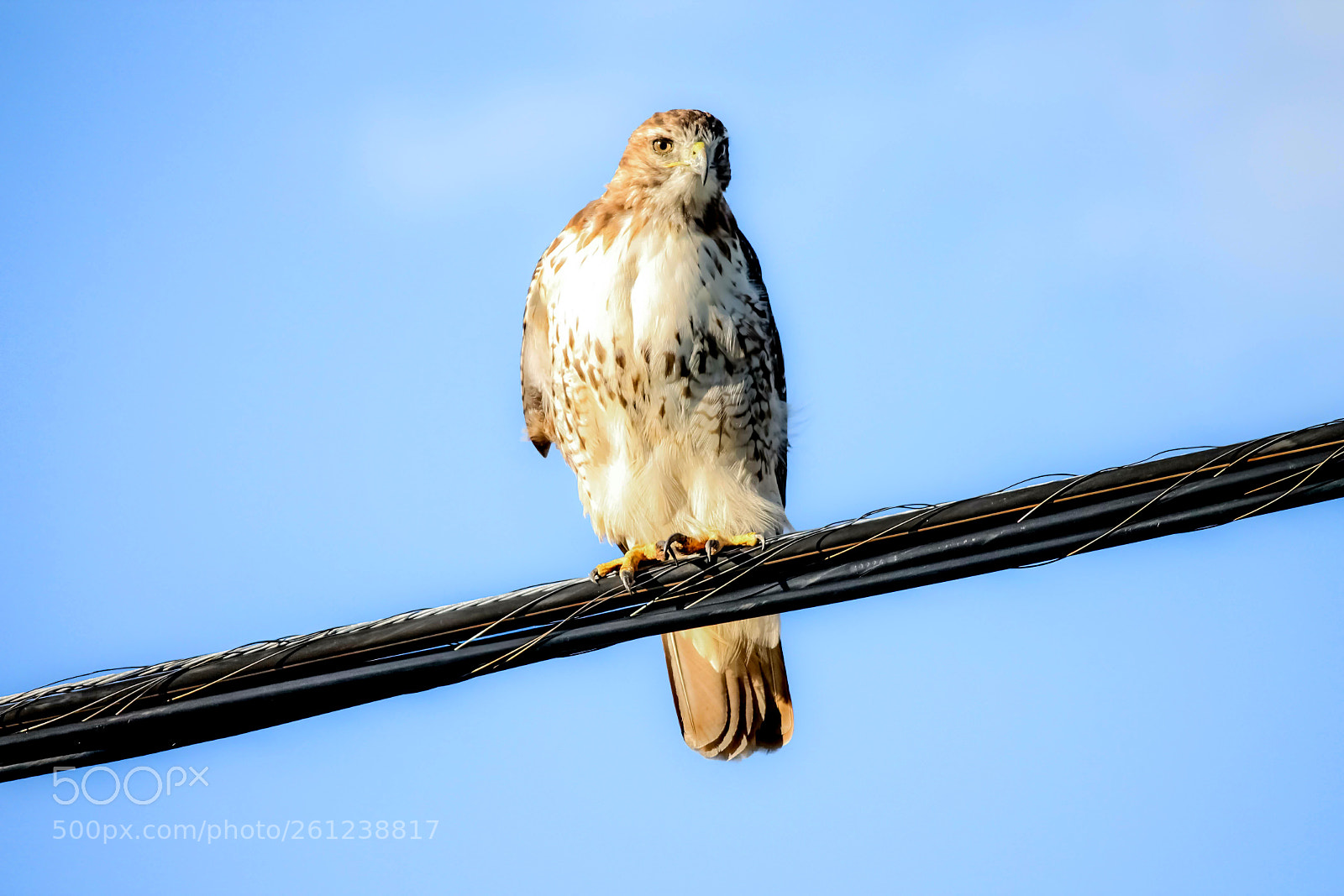 Canon EOS 1100D (EOS Rebel T3 / EOS Kiss X50) sample photo. Red-tailed hawk photography