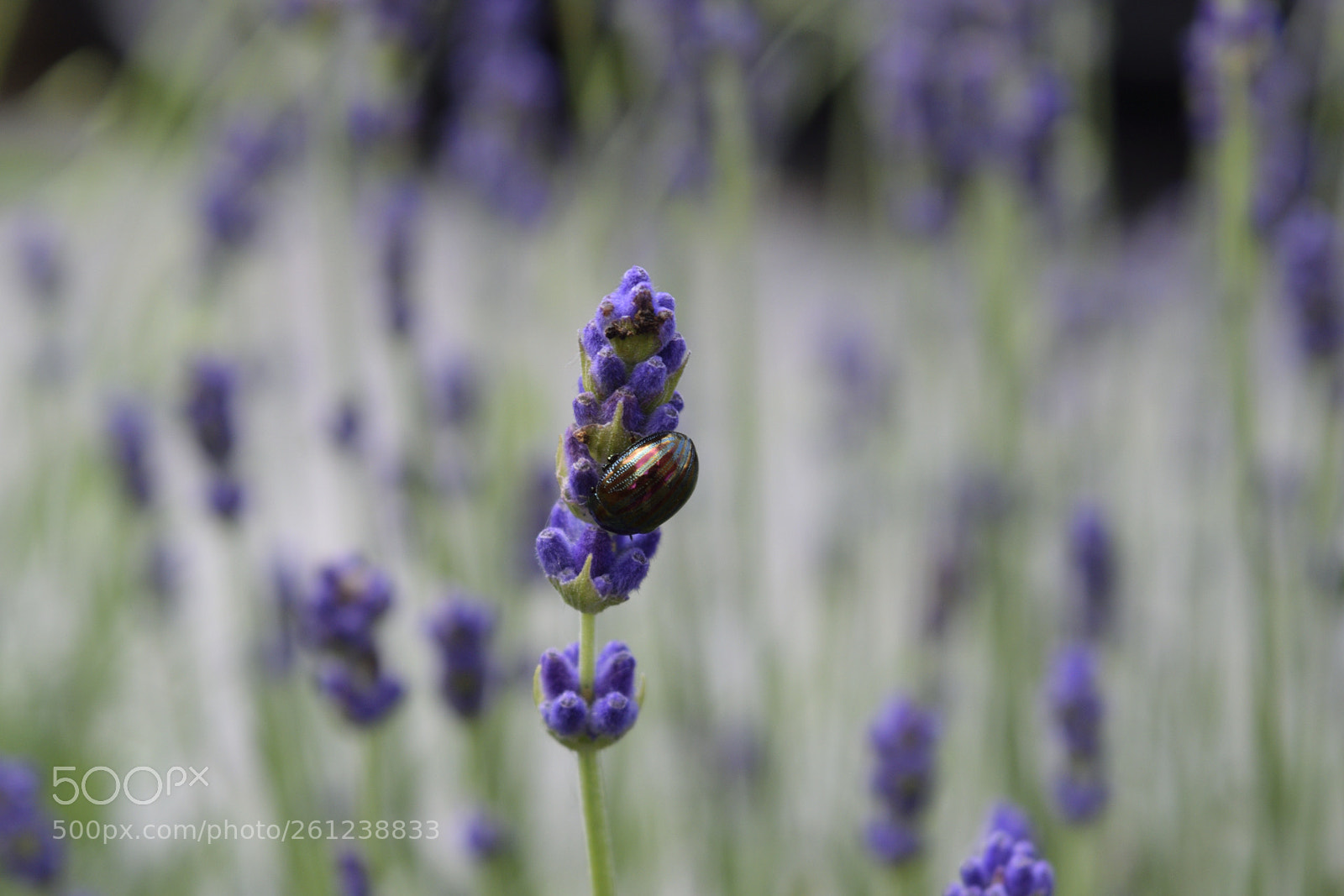 Nikon D3300 sample photo. Alien beetle 2 photography