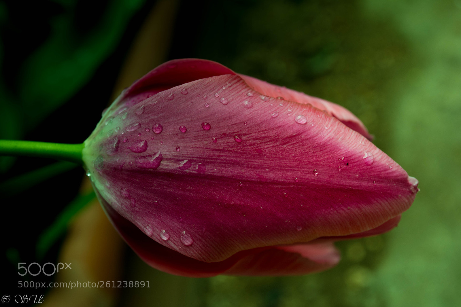 Nikon D5200 sample photo. Tulip photography