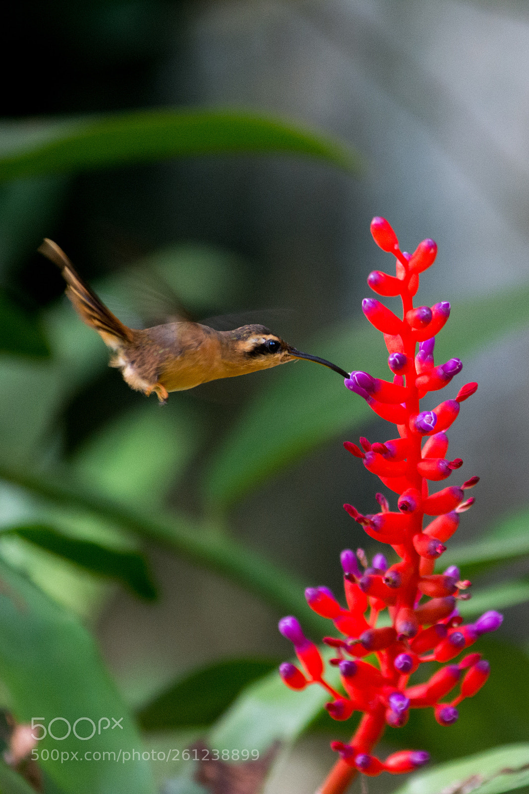 Nikon D7100 sample photo. Reddish hermit (phaethornis ruber) photography