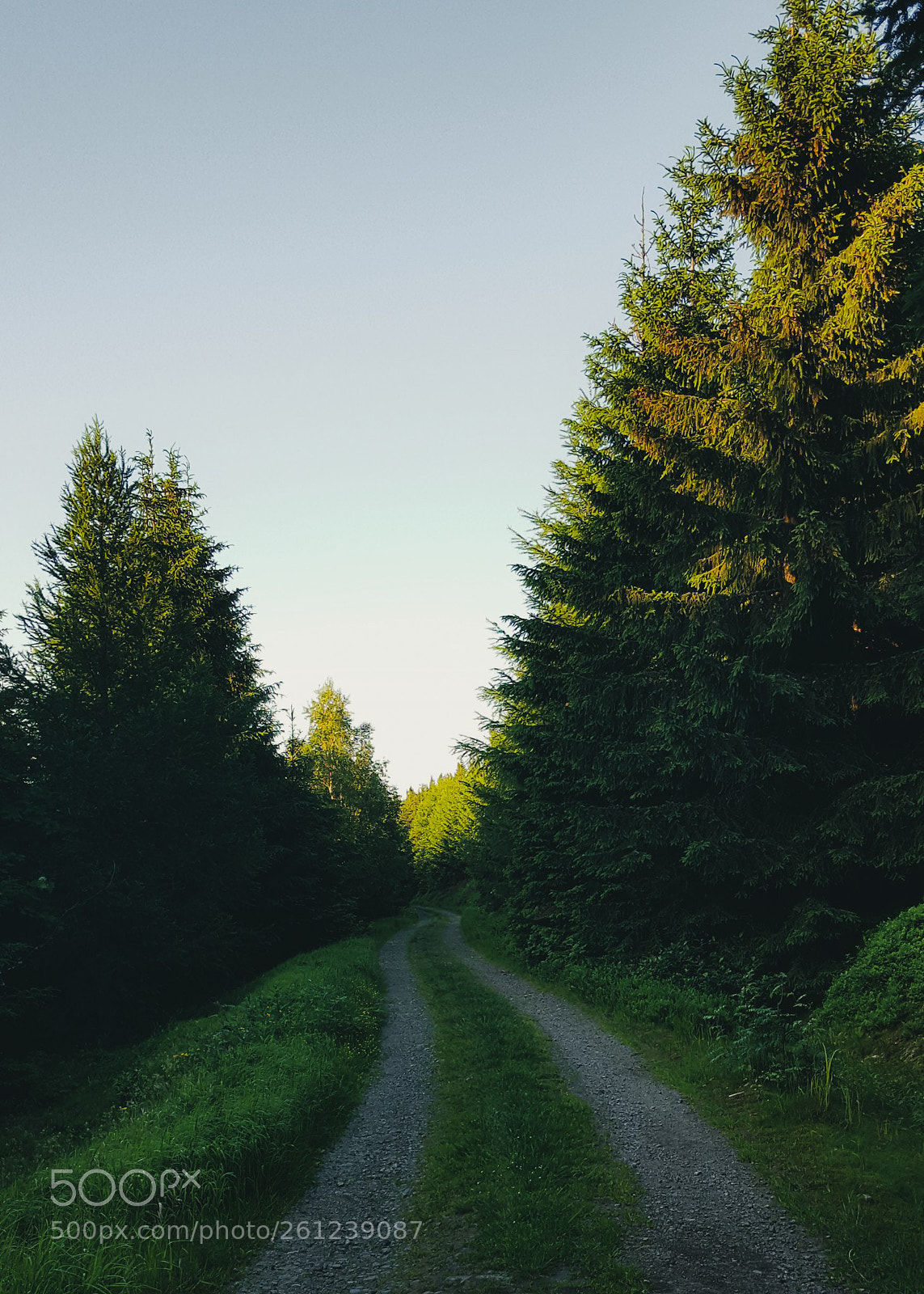 Samsung Galaxy S6 sample photo. Forest path photography