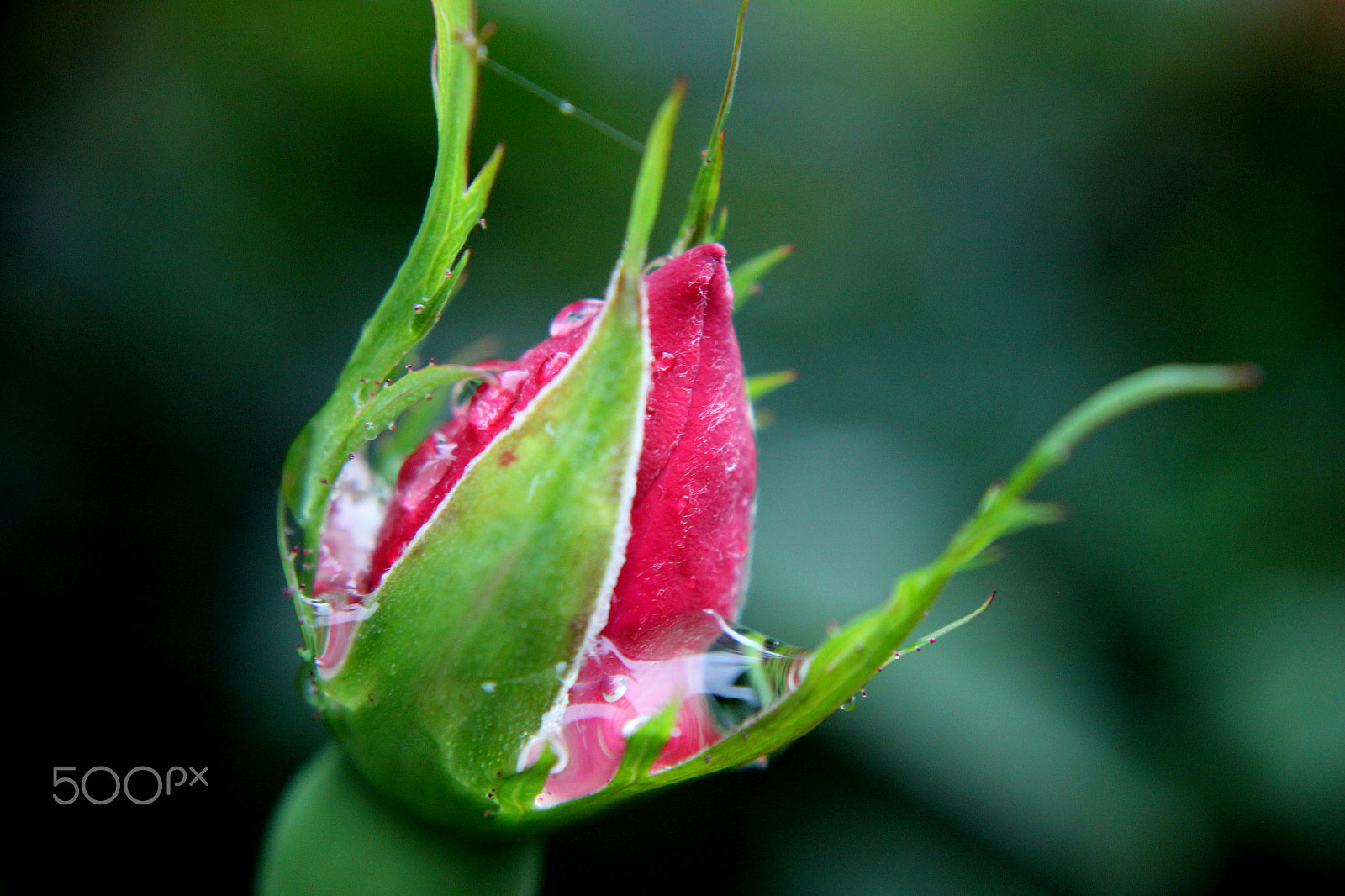 Canon EOS 550D (EOS Rebel T2i / EOS Kiss X4) sample photo. Emerging beauty photography