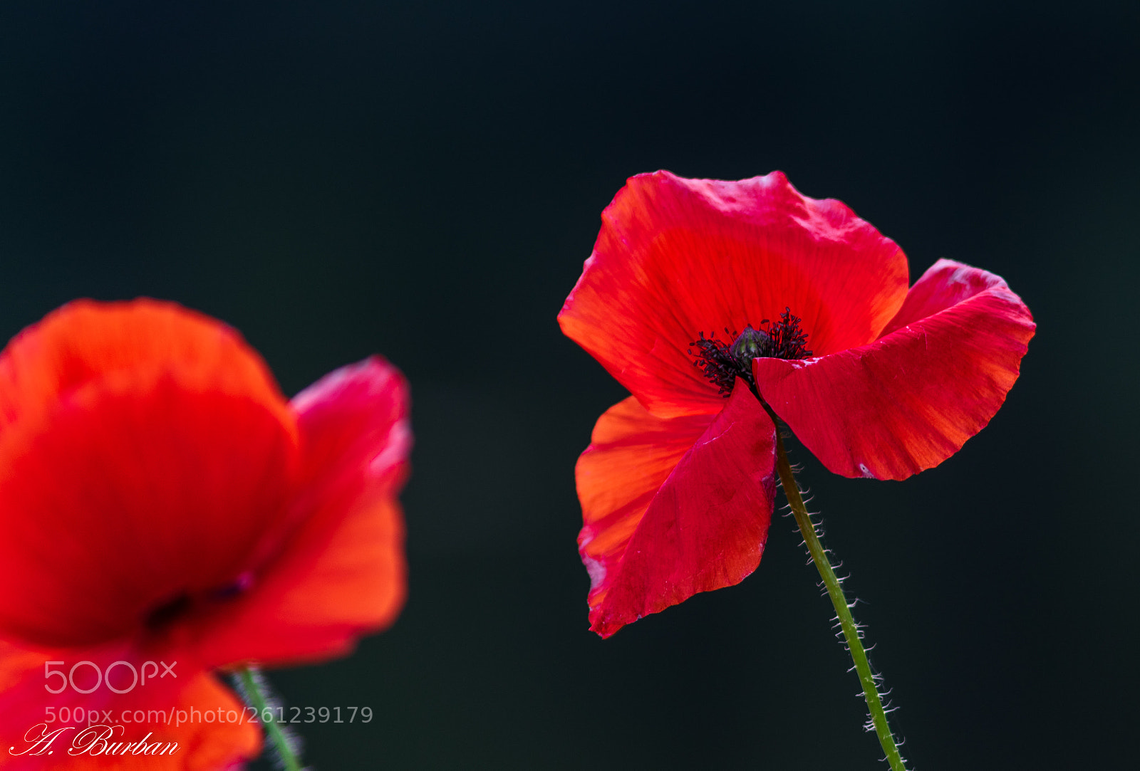 Nikon D5300 sample photo. Poppies photography