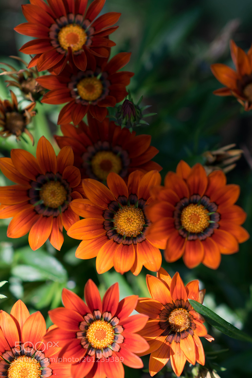 Nikon D5300 sample photo. Ursinia flower photography