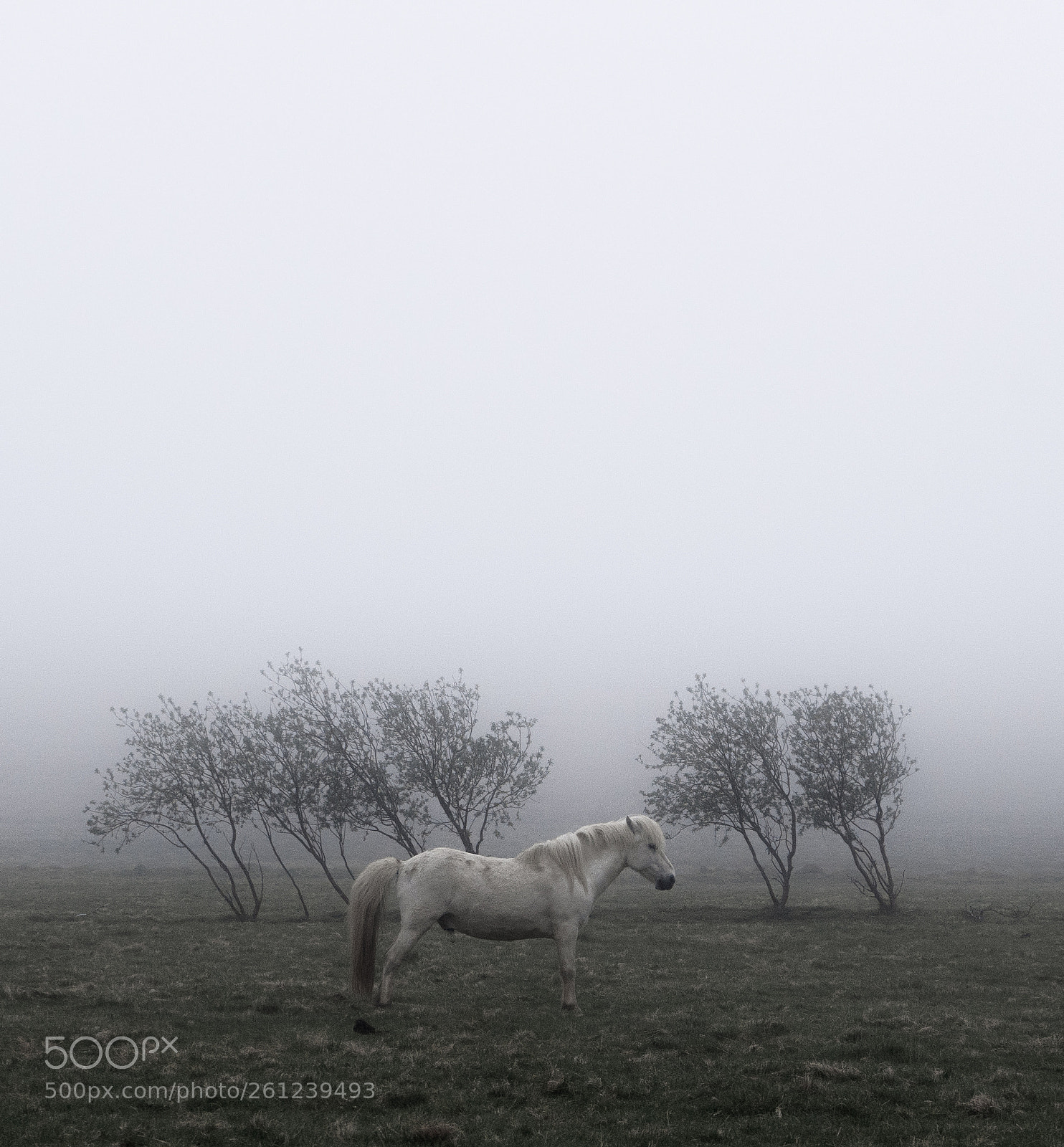 Sony a7 III sample photo. Misty evenings photography