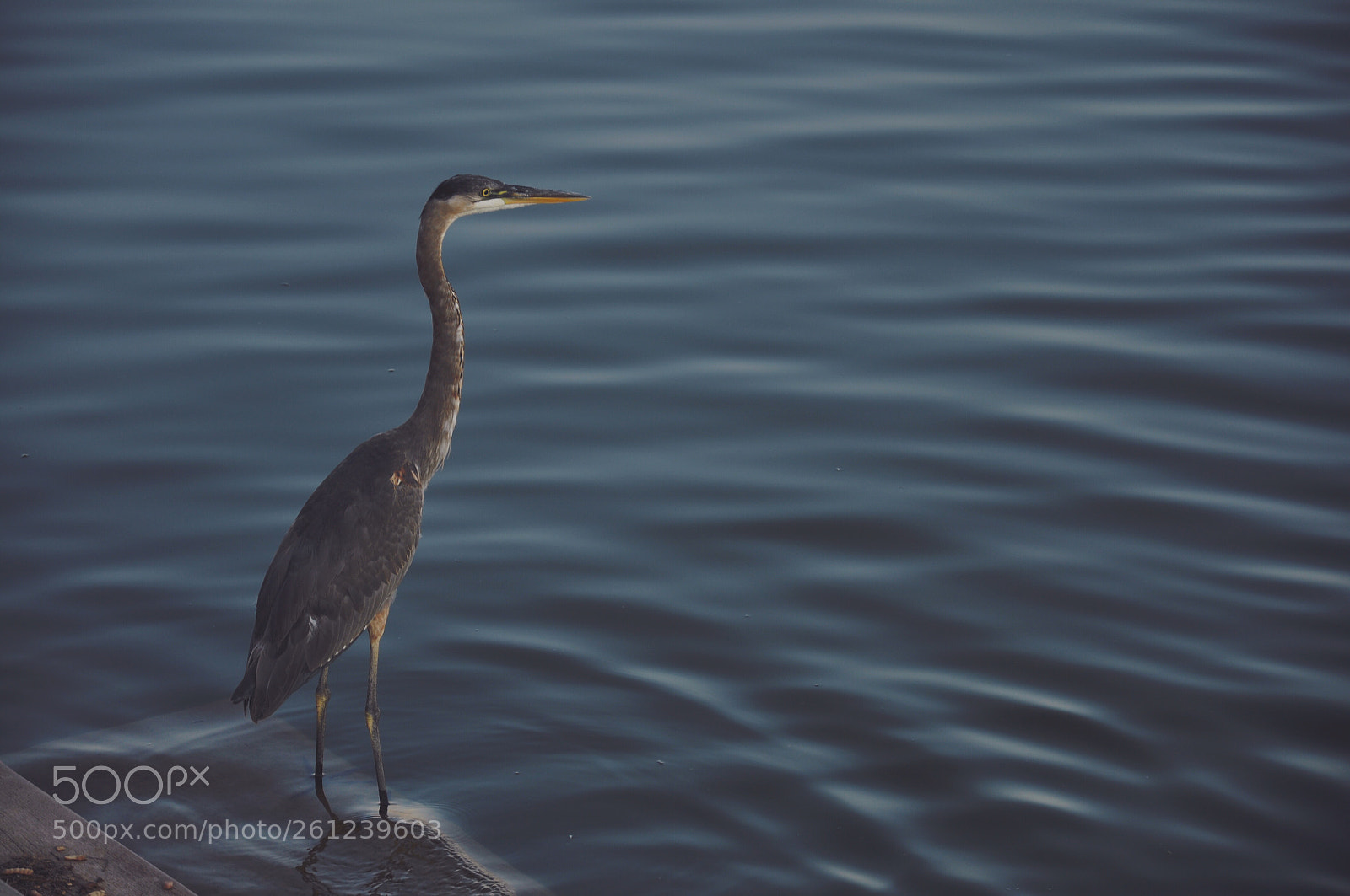 Nikon D90 sample photo. Tempe lake photography