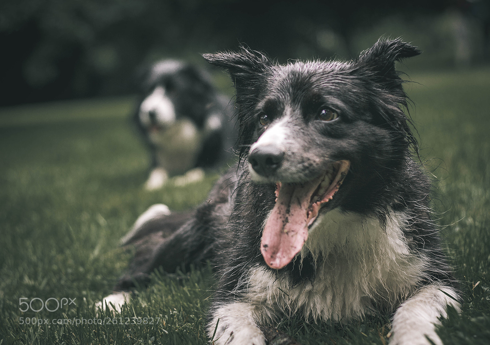 Canon EOS 100D (EOS Rebel SL1 / EOS Kiss X7) sample photo. Dog photography