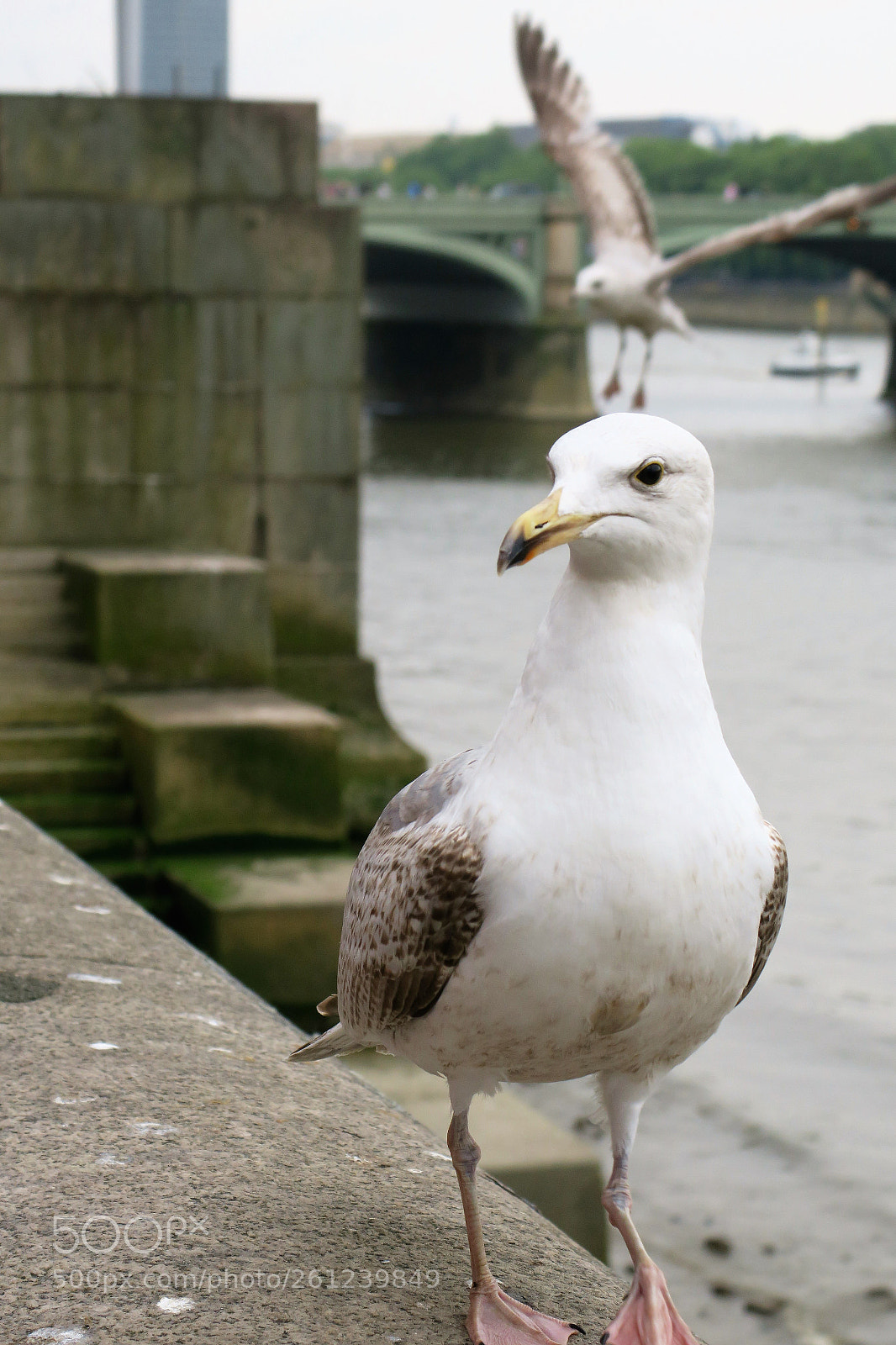 Canon PowerShot G3 X sample photo. Seagulls photography