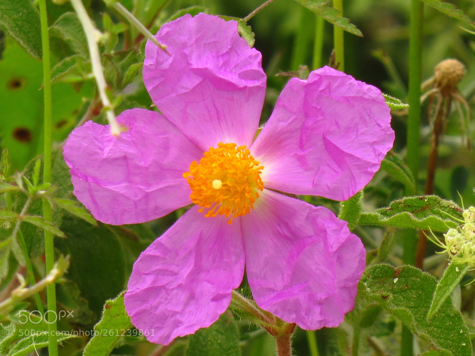 Canon PowerShot SX50 HS sample photo. Img photography