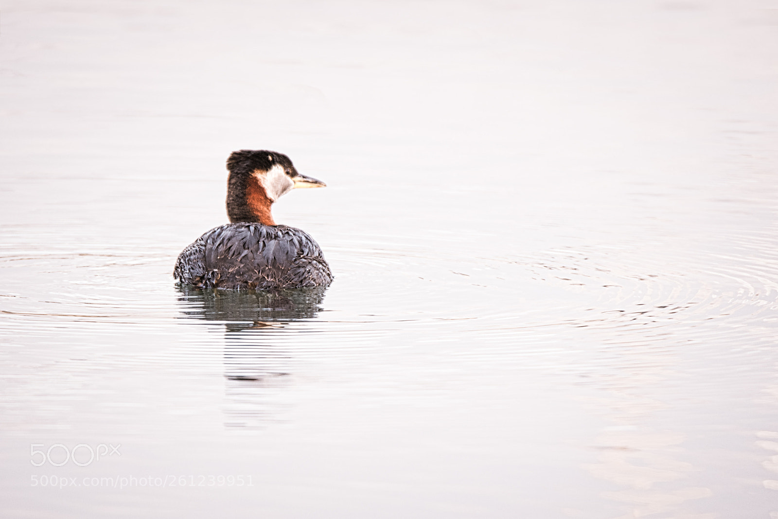 Nikon D7200 sample photo. Grebe - bronte harbour photography