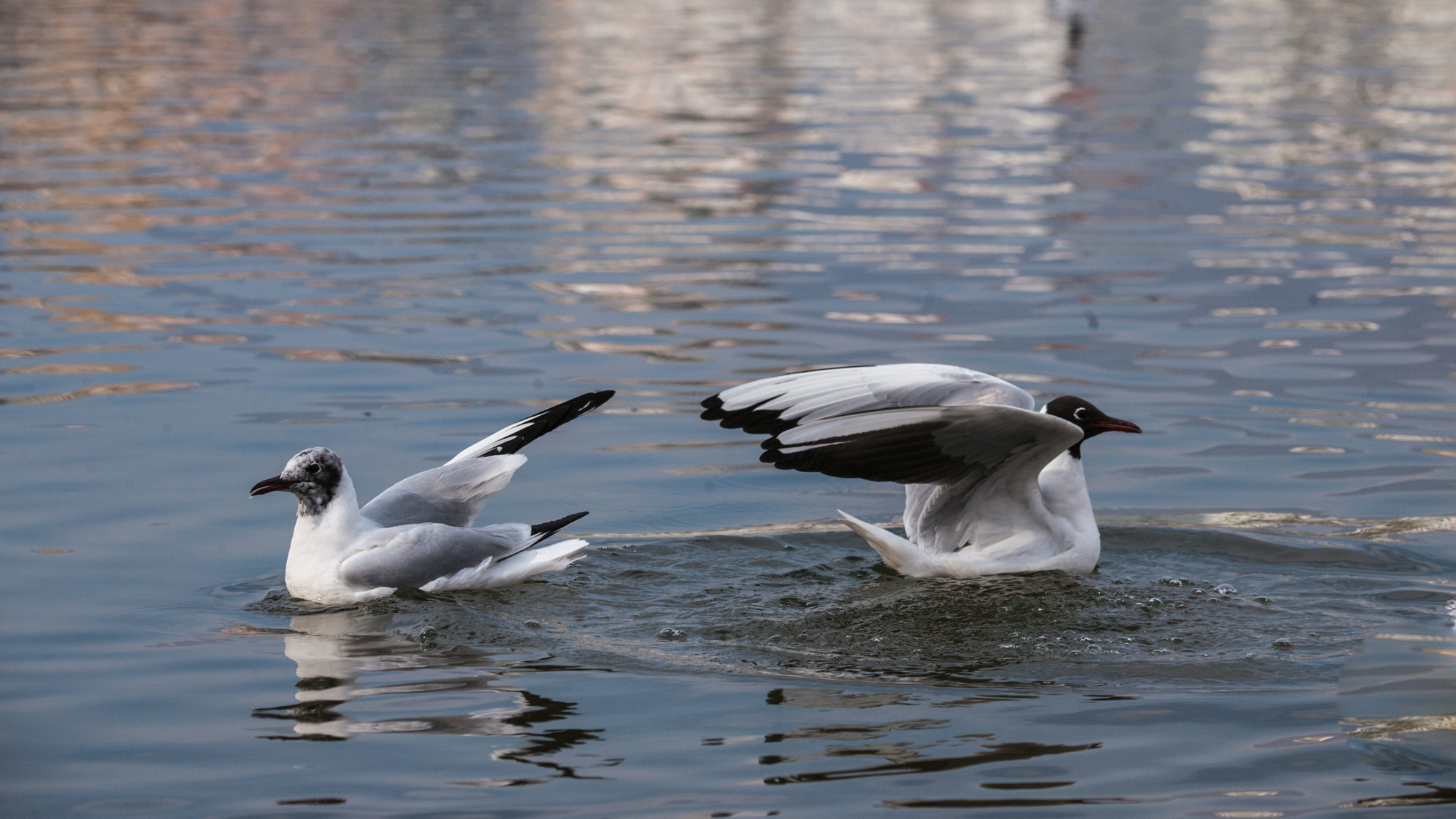 Nikon D3X sample photo. Gull photography