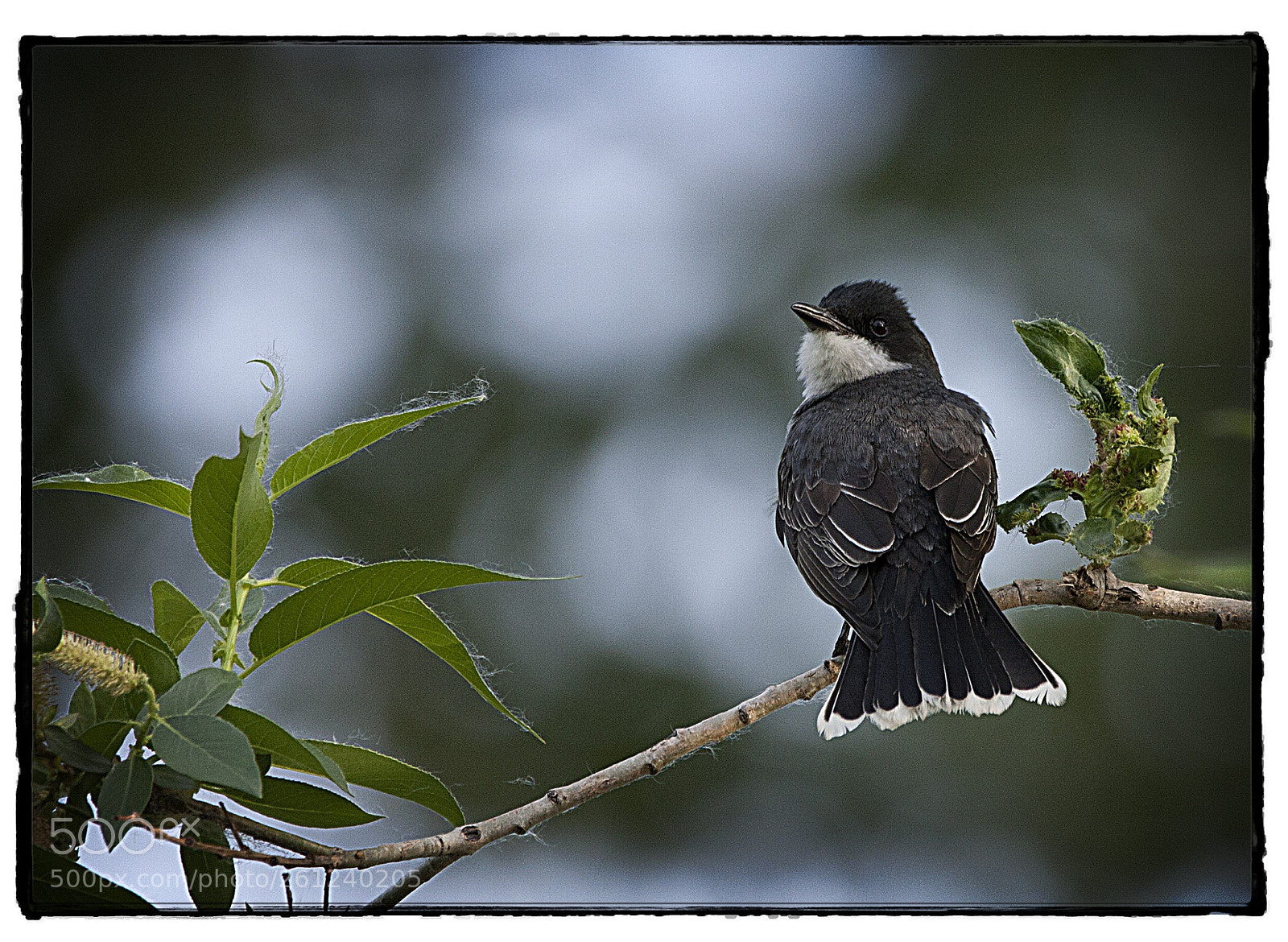 Canon EOS 40D sample photo. Eastern phoebe  photography