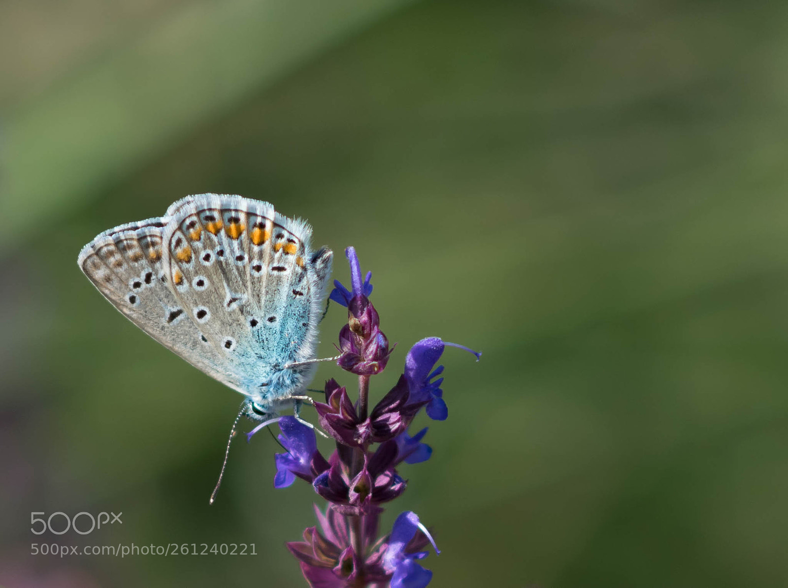 Nikon D5300 sample photo. Butterfly photography