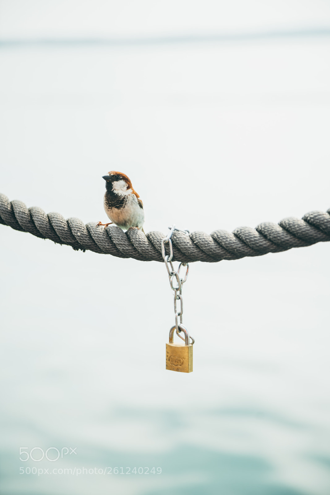 Sony a7R II sample photo. Lock and bird photography