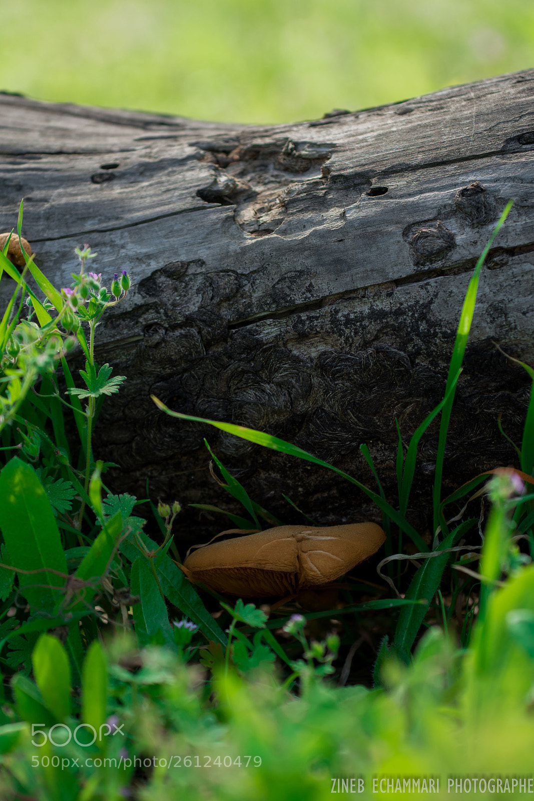 Nikon D5500 sample photo. Mushroom photography