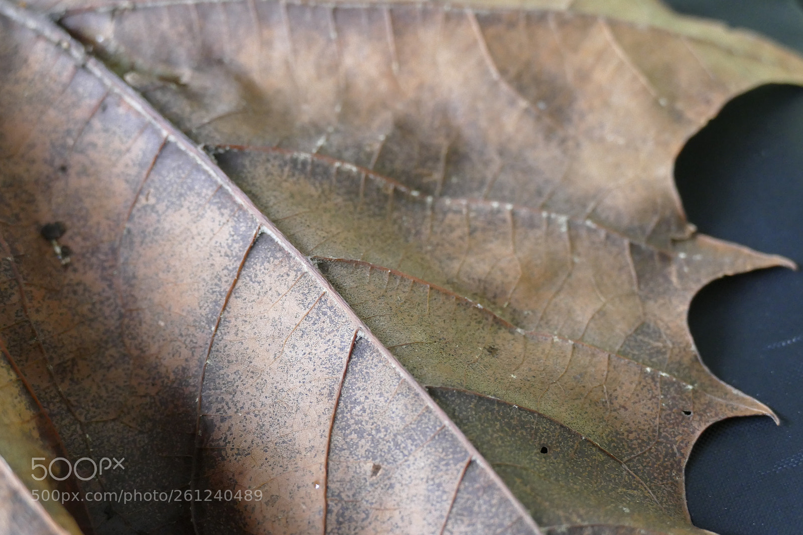 Panasonic Lumix DMC-FZ1000 sample photo. _1020158.jpg photography