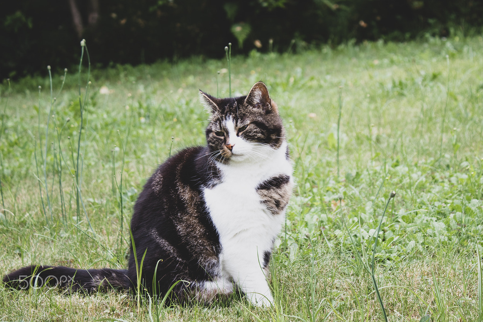 Canon EOS 200D (EOS Rebel SL2 / EOS Kiss X9) sample photo. Peacefull cat photography