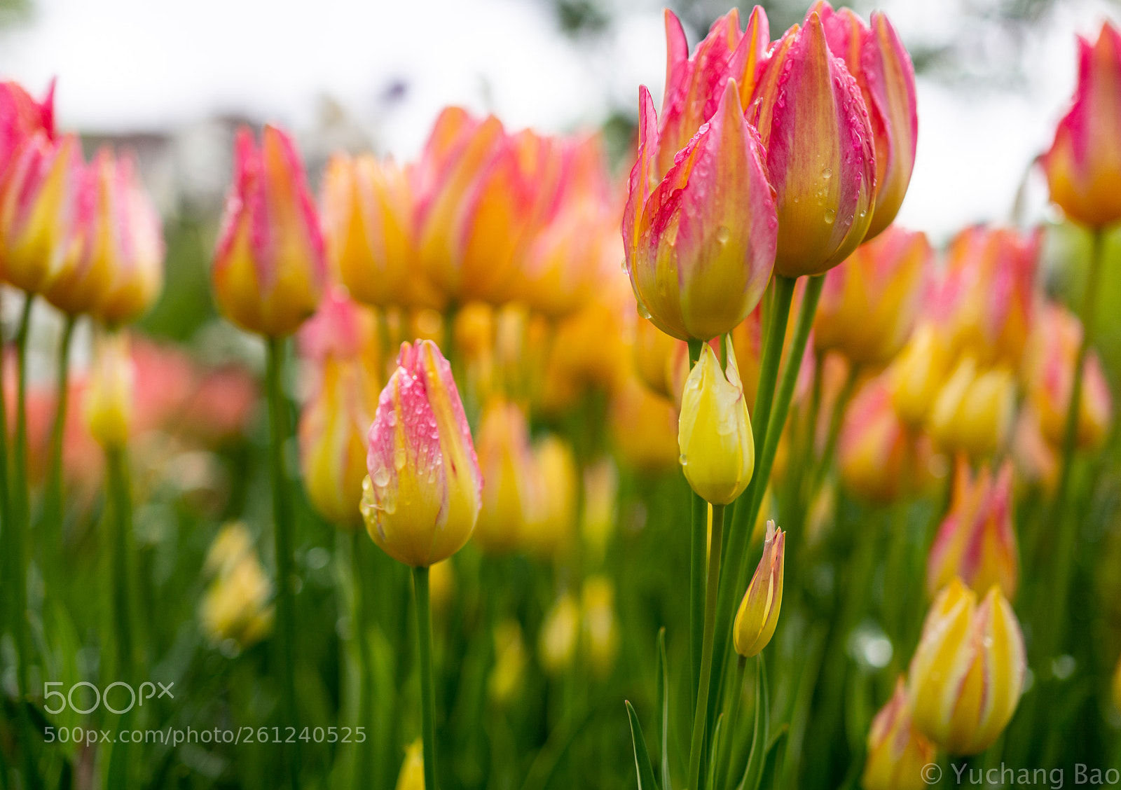 Nikon D7100 sample photo. Spring photography