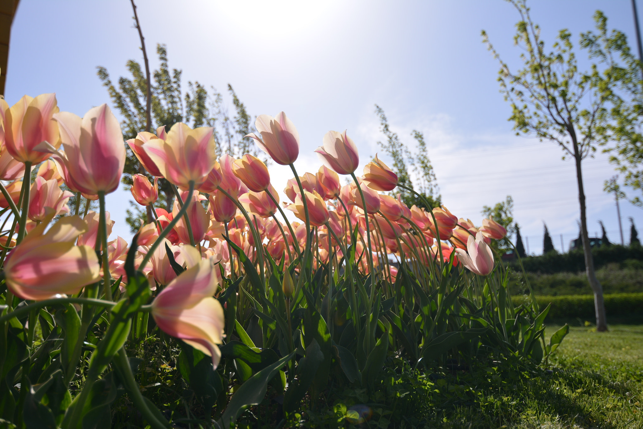 Nikon D7100 sample photo. Lale devri photography