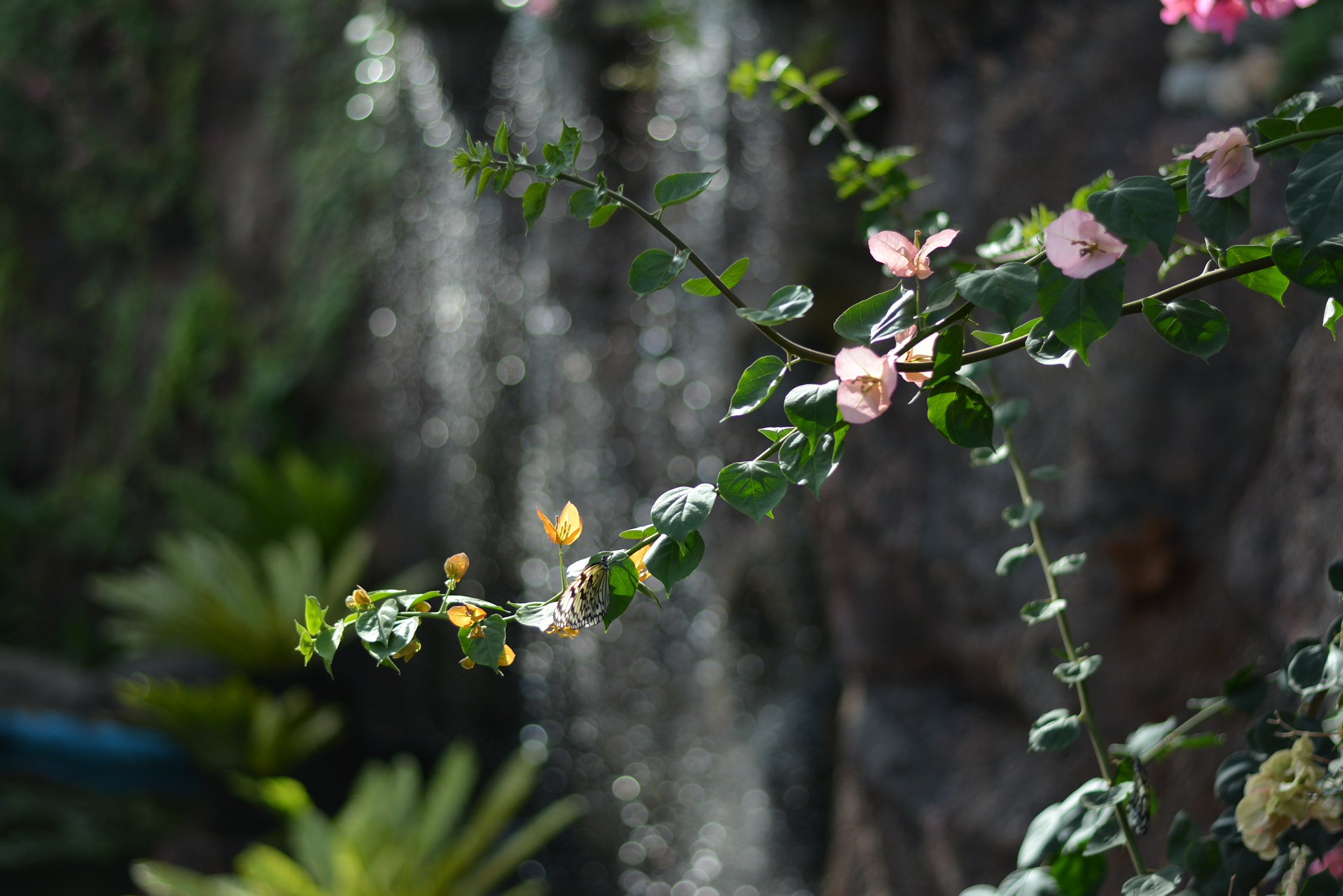 Nikon D7100 + Nikon AF-S Nikkor 50mm F1.8G sample photo. Kelebek vadisi photography