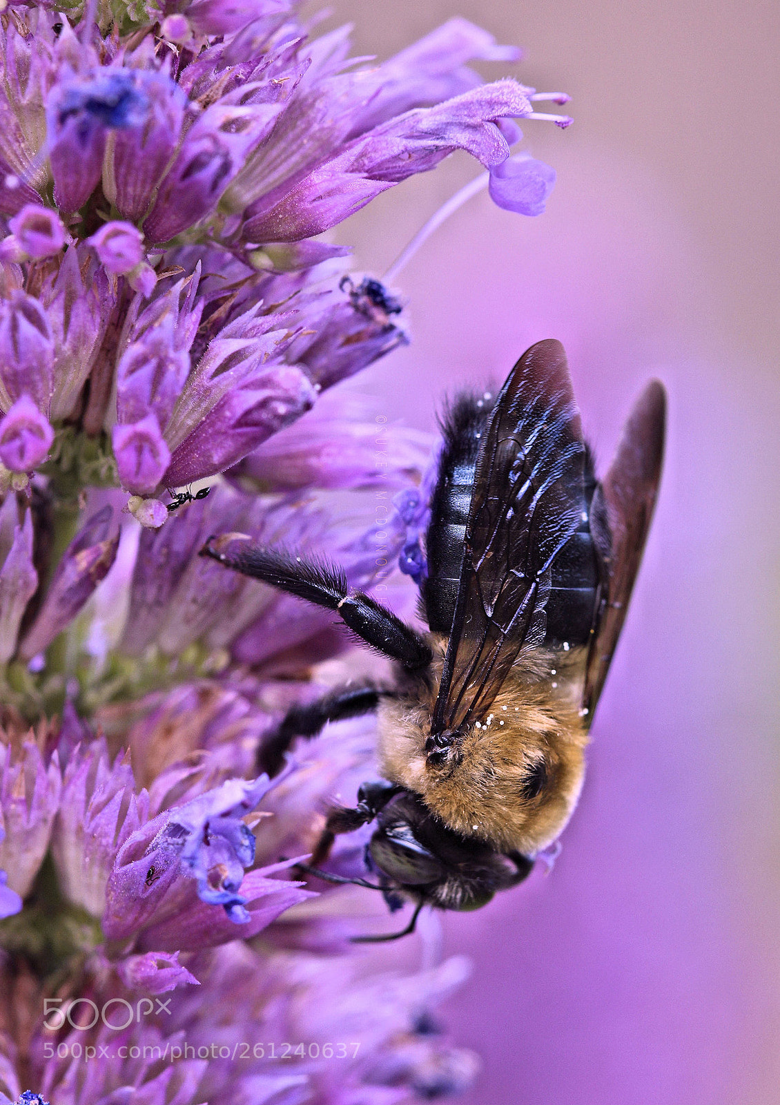 Canon EOS 600D (Rebel EOS T3i / EOS Kiss X5) sample photo. Bumble bliss photography
