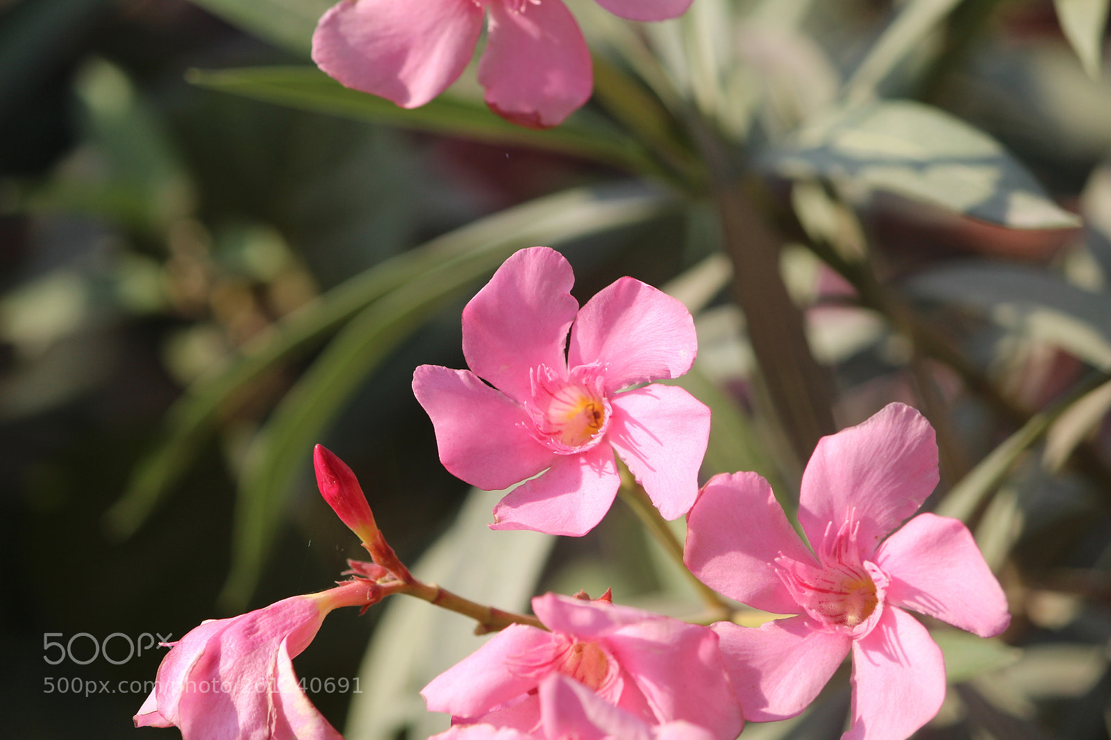 Canon EF-S 55-250mm F4-5.6 IS II sample photo. Pinkbeauty photography