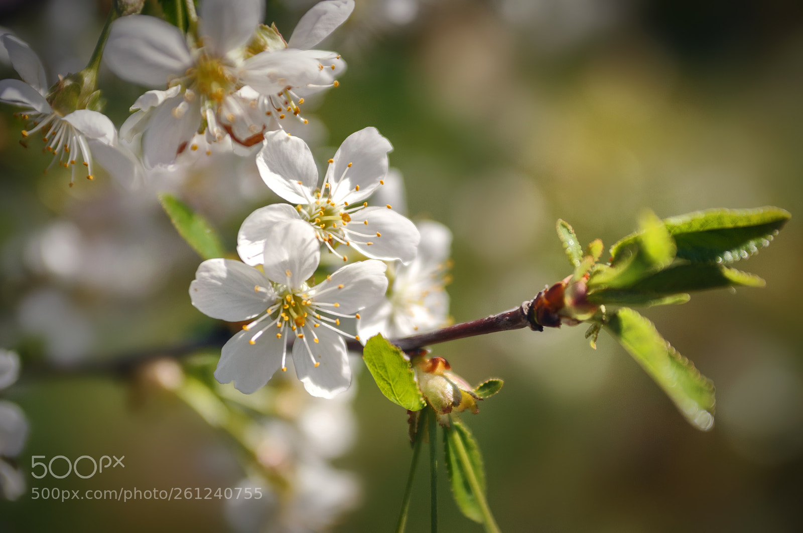 Nikon D90 sample photo. ... photography