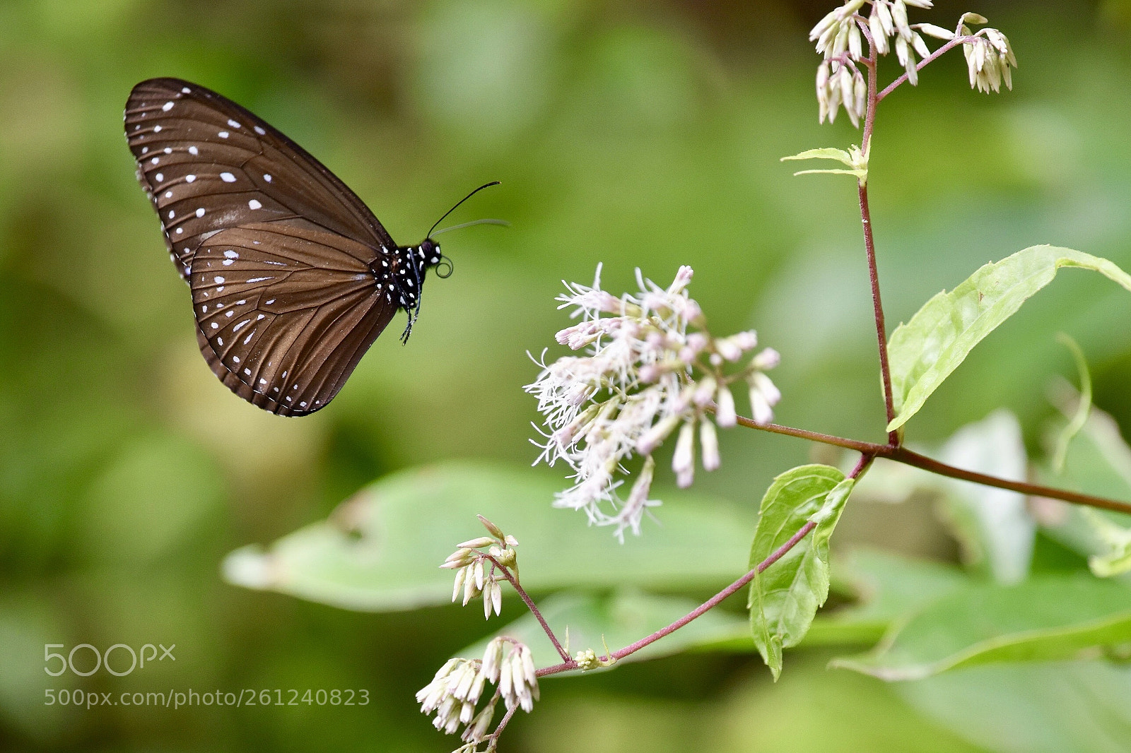 Nikon D810 sample photo. Untitled photography