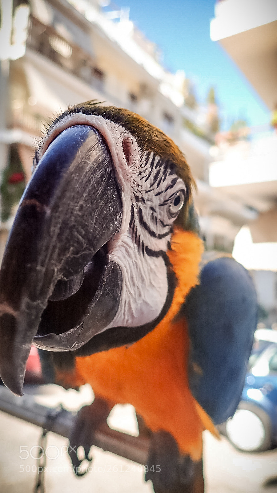 Olympus TG-5 sample photo. Parrot. photography