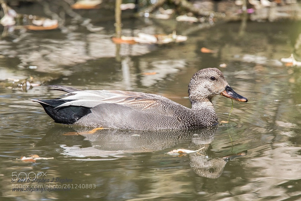 Canon EOS 7D Mark II sample photo. Gadwall drake photography