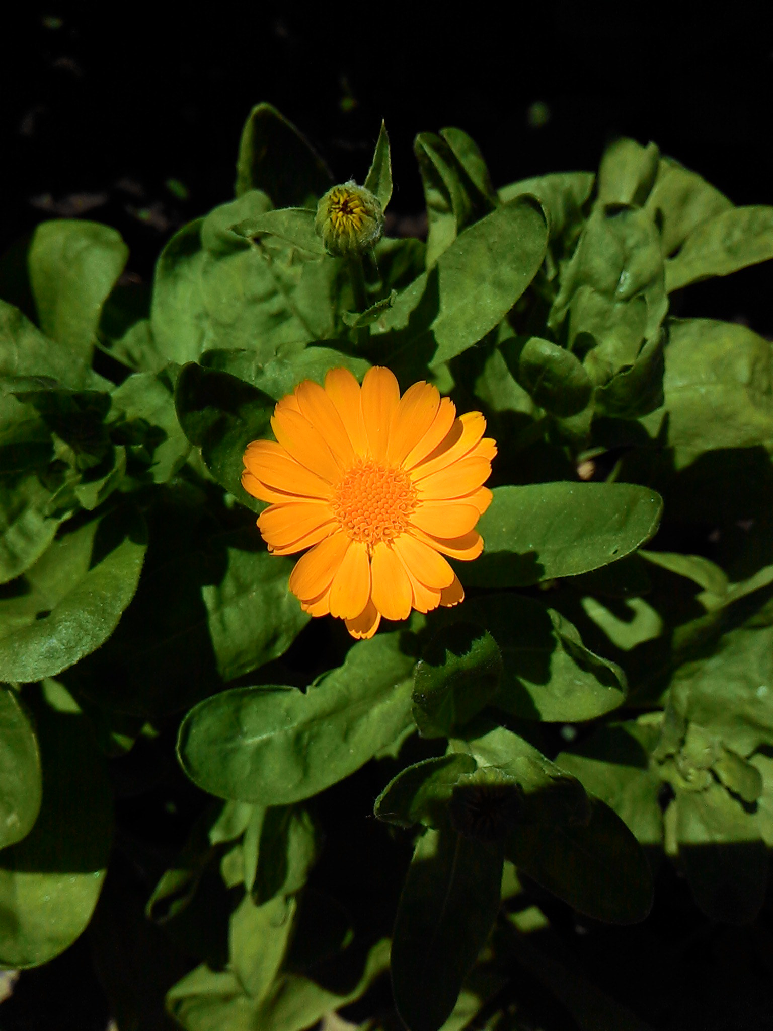 ASUS Z002 sample photo. Lovely calendula in the yard) photography