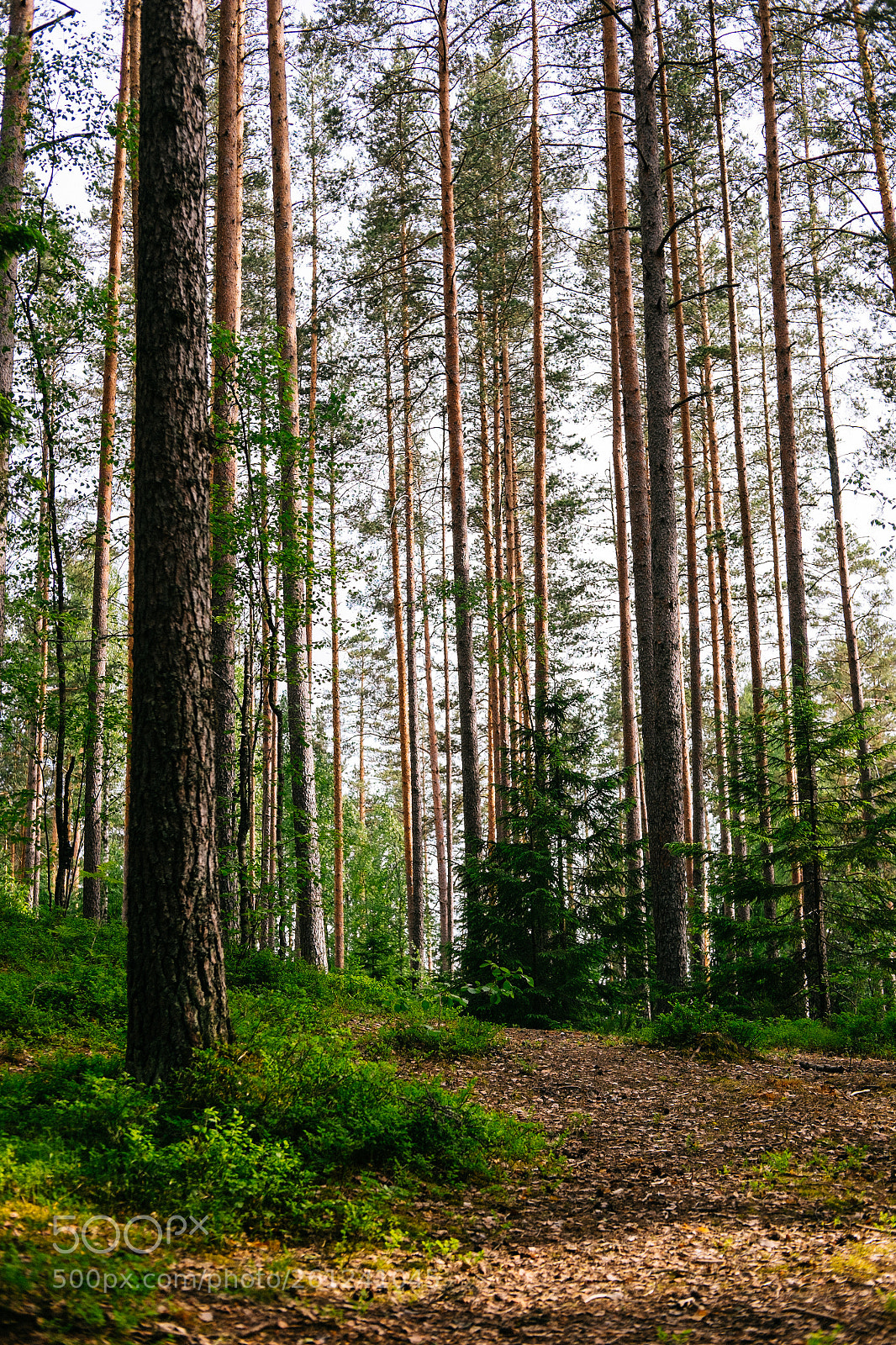 Fujifilm X-T1 sample photo. Pine forest photography