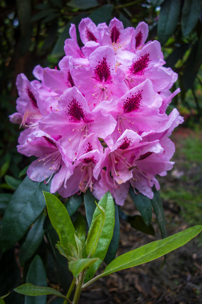 Hasselblad Stellar sample photo. Rhododendron photography