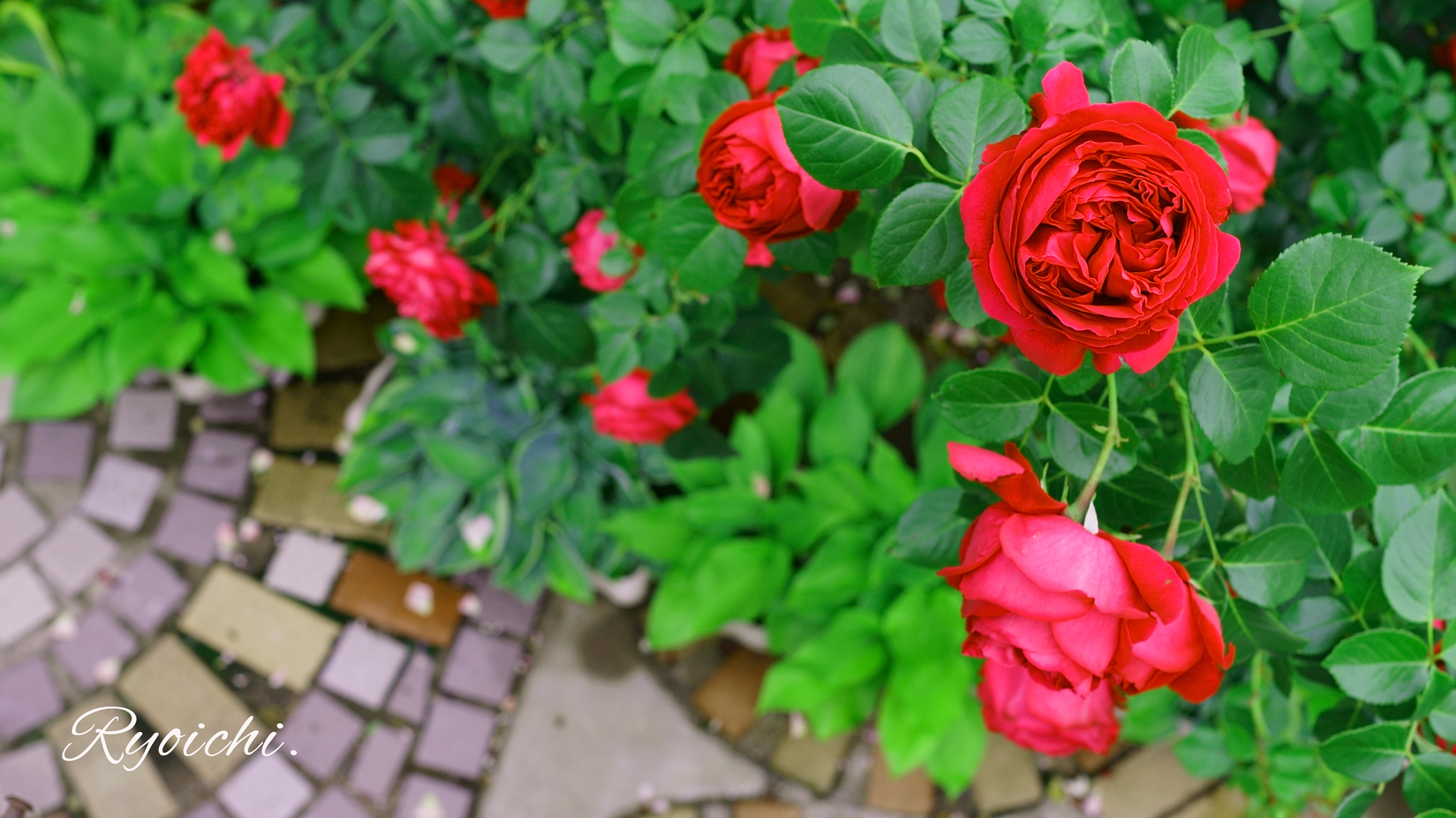 Sigma 30mm F1.4 DC DN | C sample photo. Look down. photography