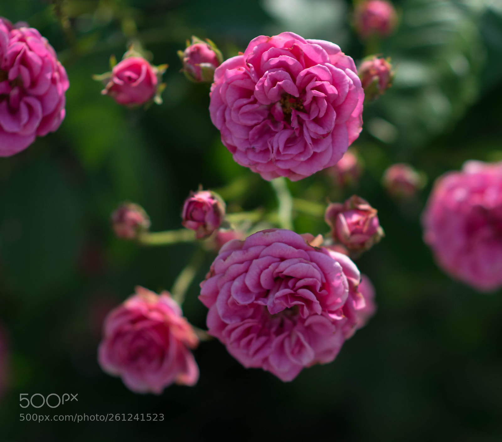Nikon D5300 sample photo. Wild roses photography