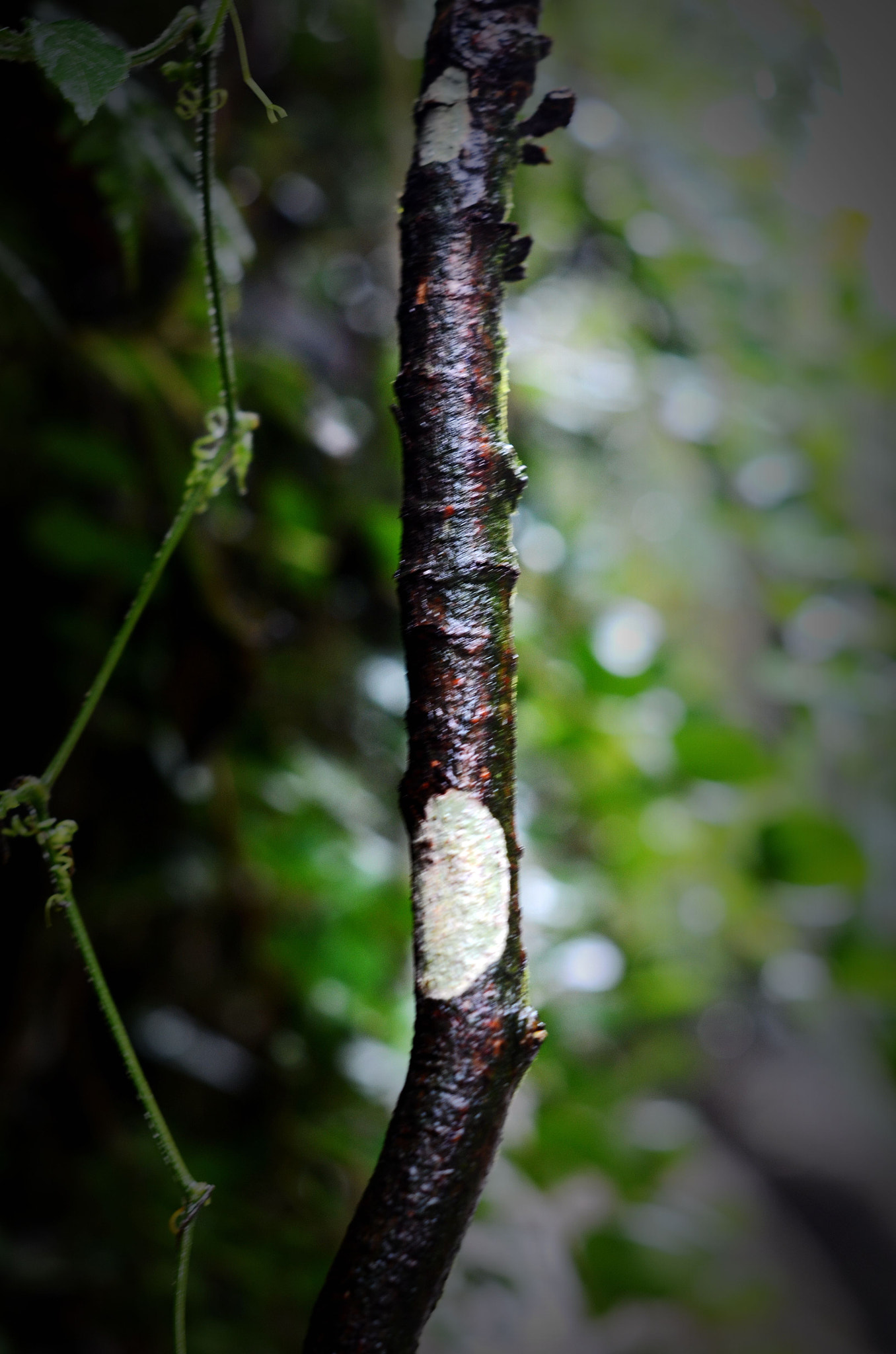 Nikon D7000 + Nikon AF-S Nikkor 50mm F1.4G sample photo. 琴玄 photography