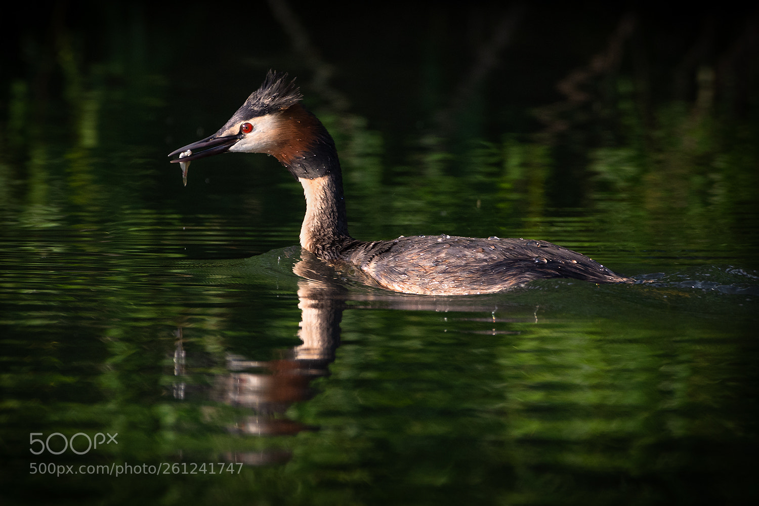 Nikon D7200 sample photo. Fishing great crested gtebe photography