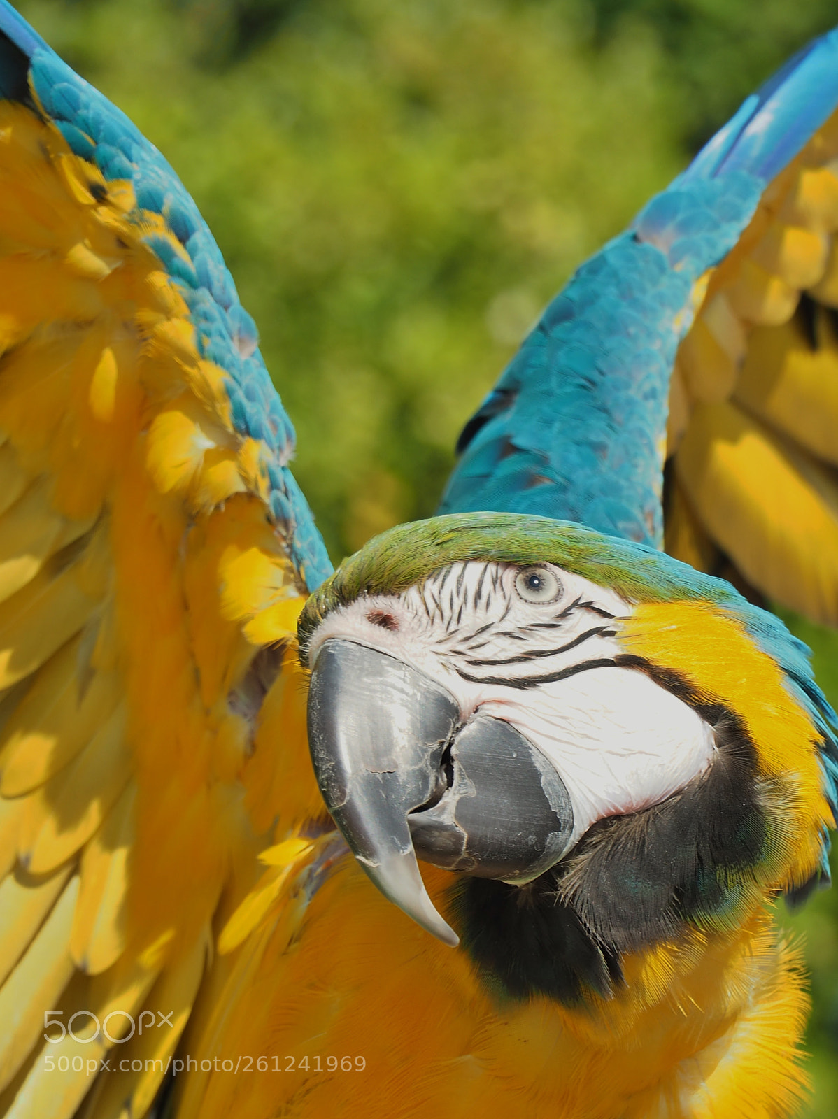 Olympus OM-D E-M5 II sample photo. Banzai parrot photography