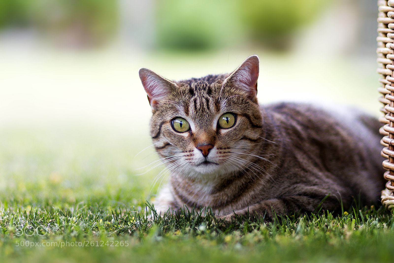 Canon EOS 7D sample photo. Miko photography