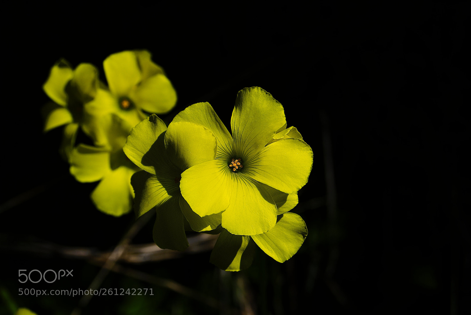 Nikon D60 sample photo. Yellow flowers in black photography