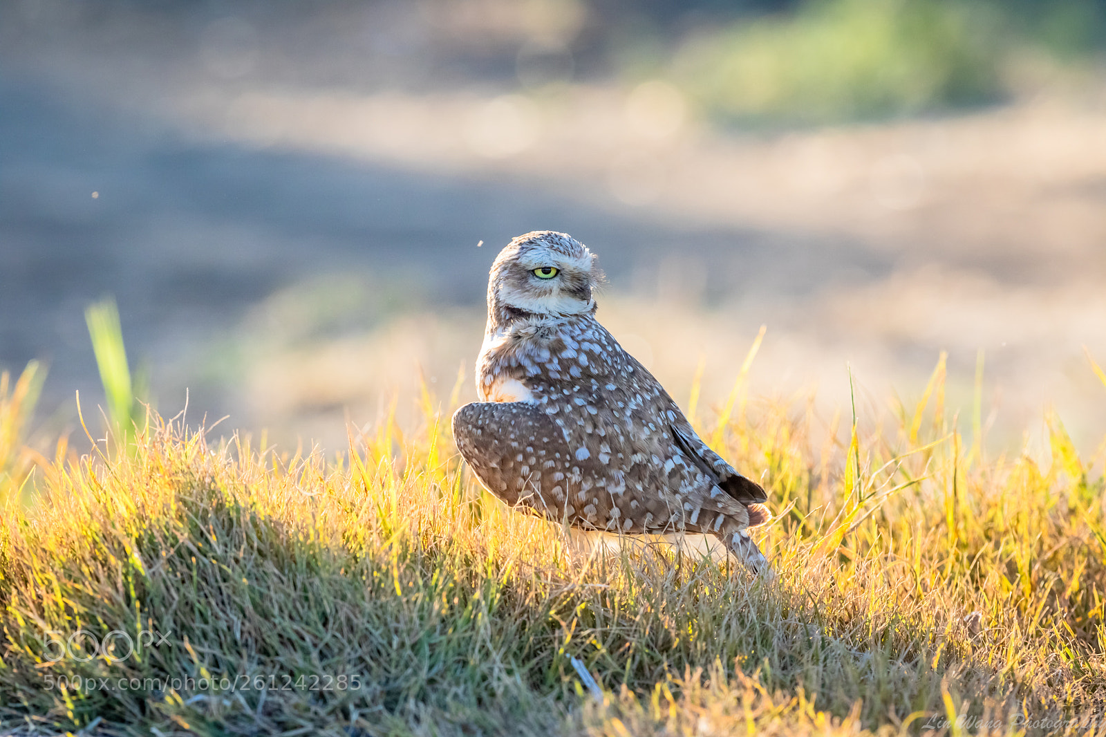 Canon EOS 7D Mark II sample photo. Burrowing owl photography