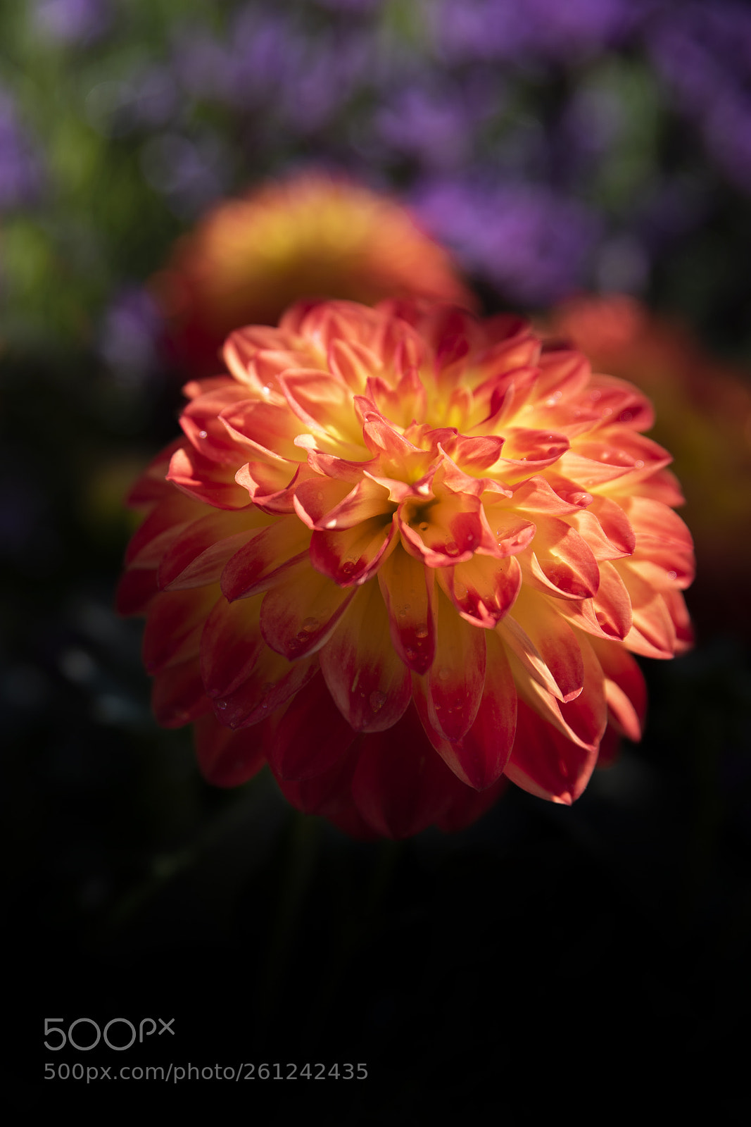 Nikon D750 sample photo. Dahlia photography