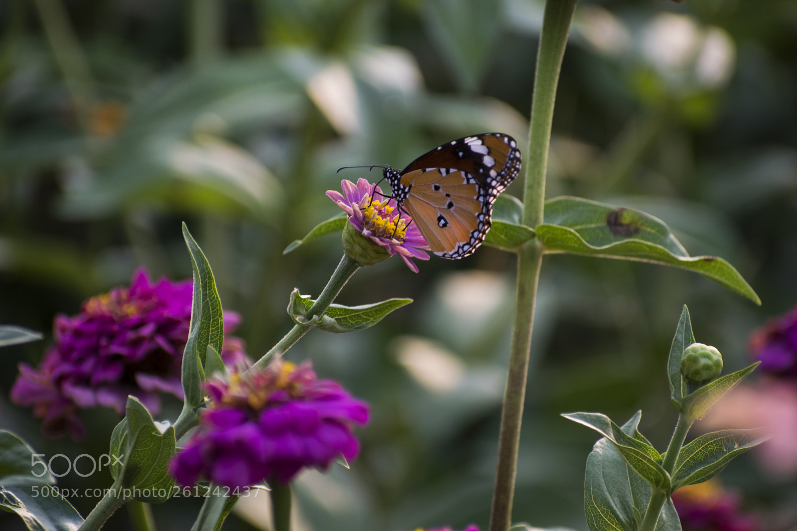 Nikon D5300 sample photo. Happiness photography