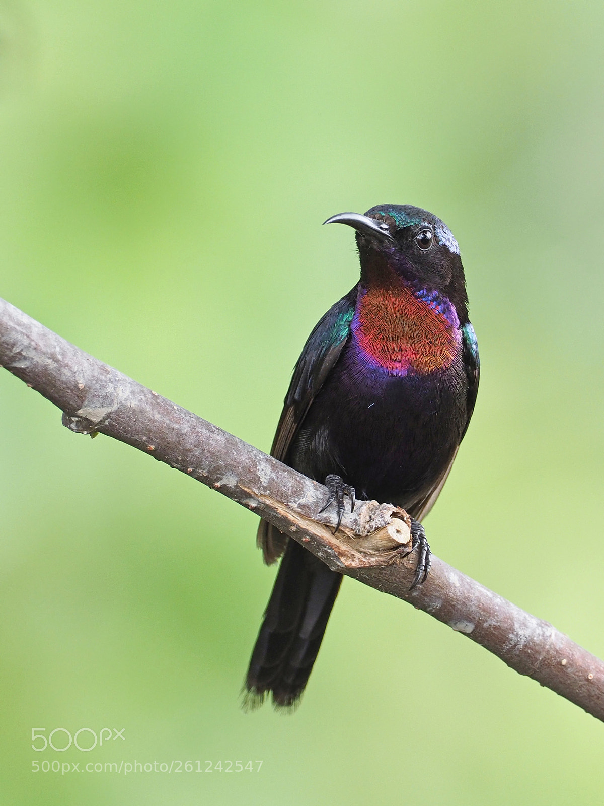 Olympus OM-D E-M1 Mark II sample photo. Copper-throated sunbird photography
